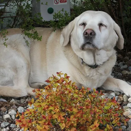 B&B Carrowntober House 4*