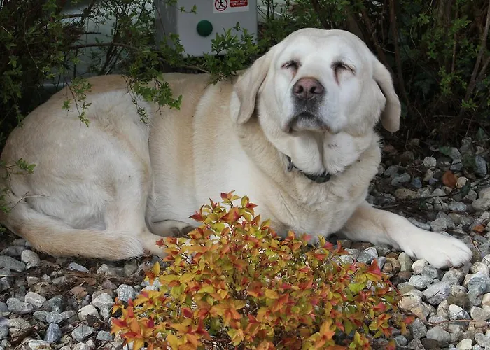 Frühstückspension Carrowntober House 4*